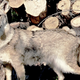 Image for article titled Urban Coyotes Are 100-Percent, Disney-Movie Monogamous